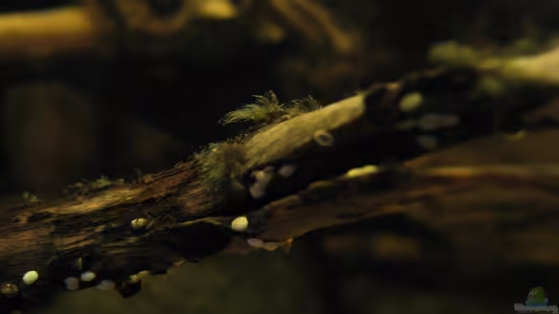 Holz & Algen von Jemafa (23)