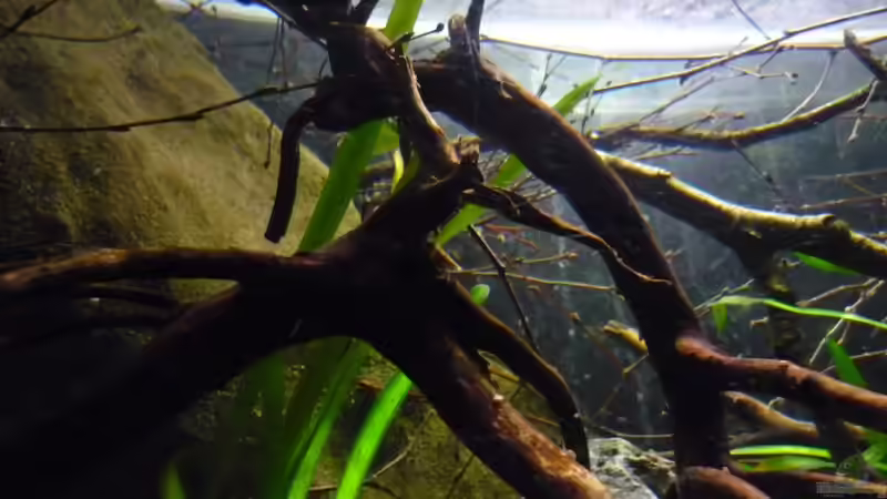 Holz im Aquarium