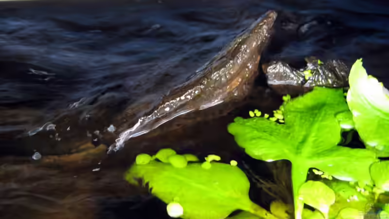 Holz in der Strömung... von Misanthrop (6)