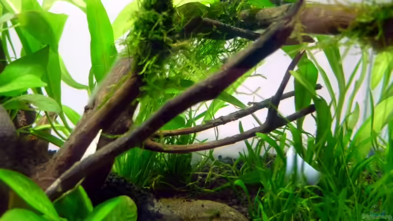 Holz mit aufgebundenem Javafarn von Chris_R. (24)