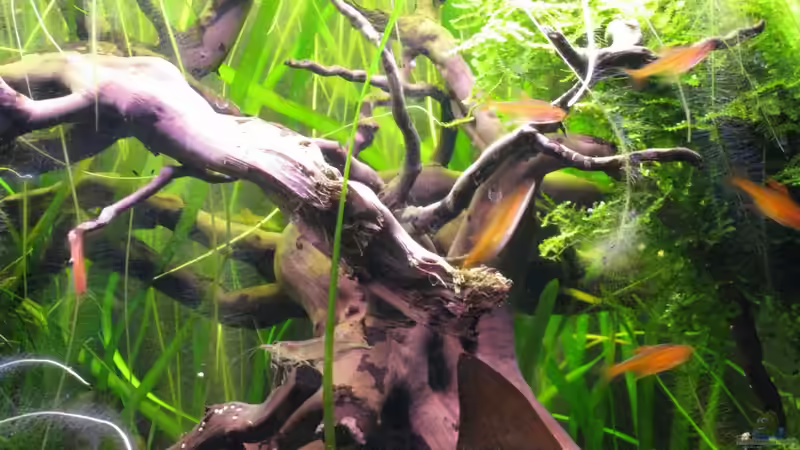 Holz mit Funkensalmlern von Jemafa (41)