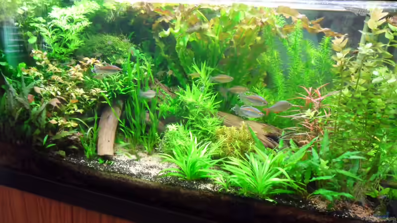 Holz nach Einbringung und Pflanzenumgestaltung von Bungi (43)