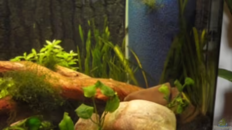 Holz,Steine und hinten der MF von Heiko Stracke (41)