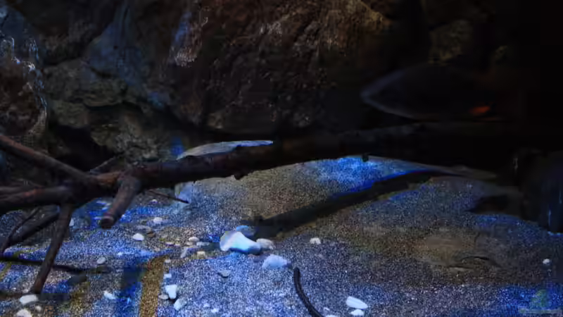 Holz und flache Module über dem gesamten Boden, dienen als Verstecke für die Mbunas von Florian Bandhauer (39)