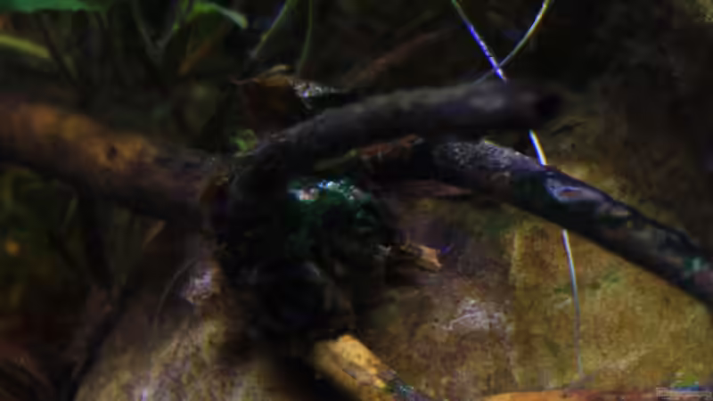 Holz und Steine von Florian Bandhauer (25)