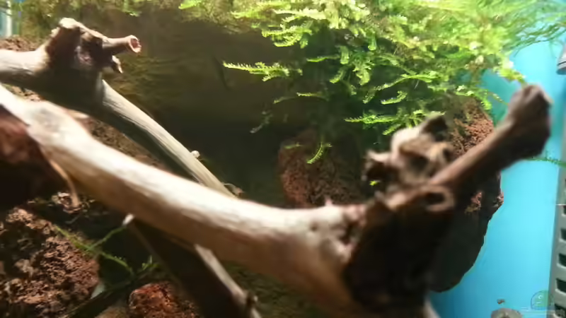 Holz von der Weinrebe: Deko für dein Aquarium