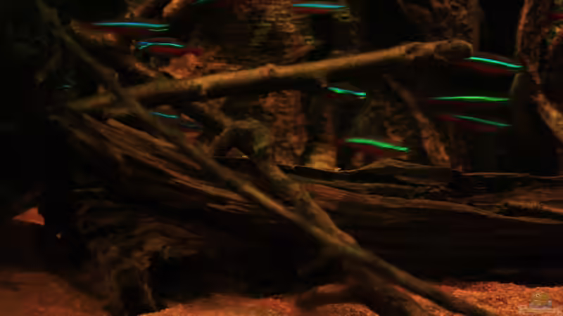 Holzimpressionen von Bämbel (24)