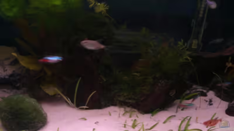 Holzwurzel mit Javamoos von Claudia Lübke (13)