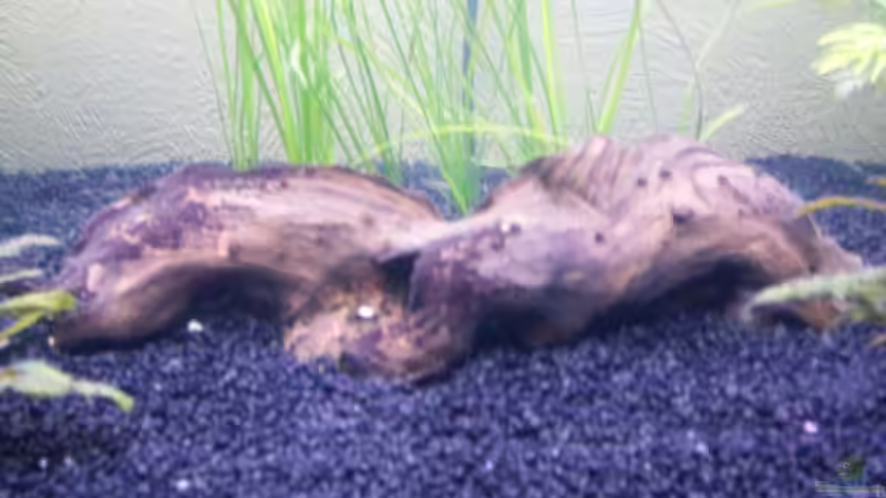 Holzwurzel von Olaf E. (7)