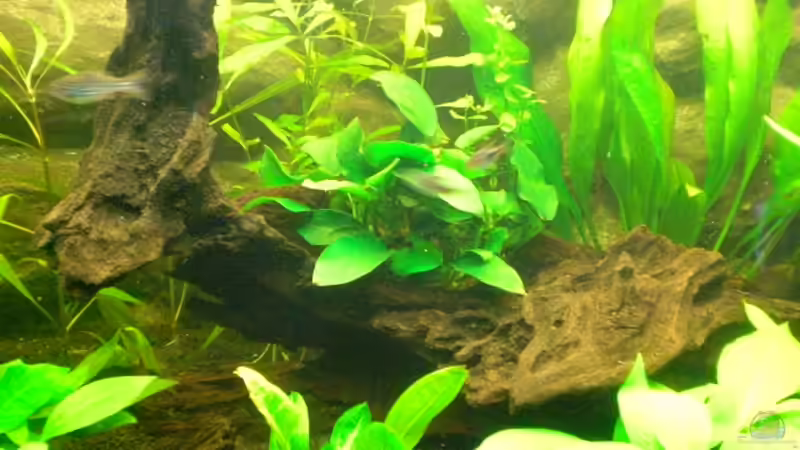 Holzwurzel von ptobias (7)