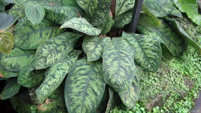Homalomena-Arten im Terrarium - tropische Blattpflanzen für naturnahe Regenwald-Setups