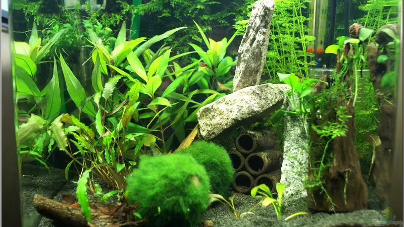 Home of RedFire August 2010 von Christian Zwick (1)