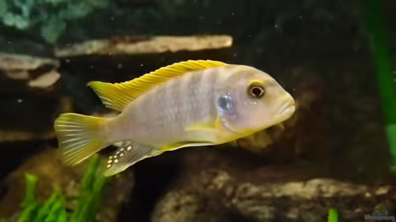 Hongi Bock - der ´Chef´ von joseppe (8)