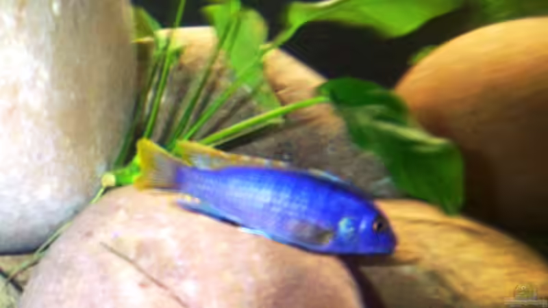 Hongi Bock von Dominik Uebel (7)