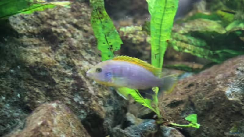 Hongi Bock von Philosoph (65)