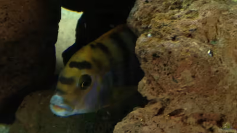 Hongi in Höhle von Alexander Mayer (34)