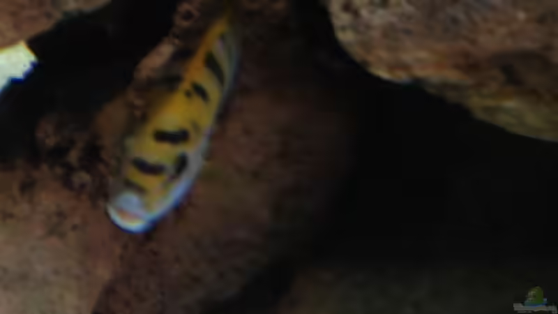 Hongi in Höhle von Alexander Mayer (35)