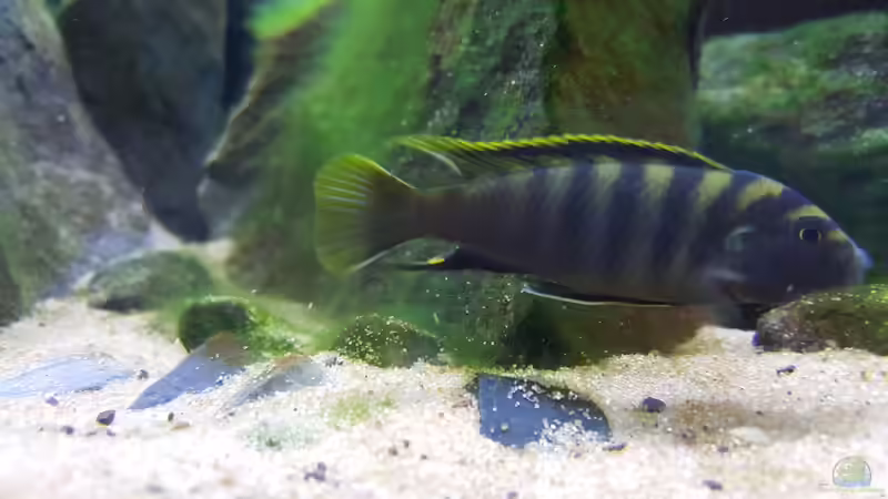 Hongi-männchen von Ebi (10)