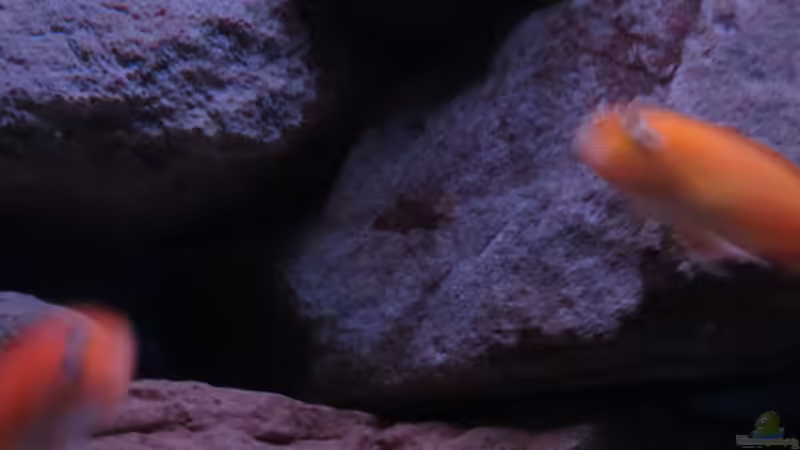 Hongi Nachwuchs - 15.01.13 von aquamika (48)