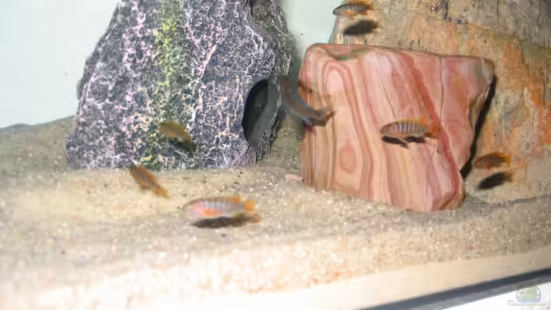 Hongi Nachwuchs + Zebra Nachwuchs - Männchen - abzugeben von Pille (17)