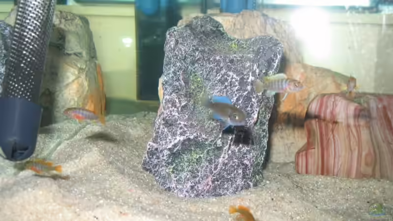 Hongi Nachwuchs + Zebra Nachwuchs - Männchen - sind abzugeben von Pille (16)