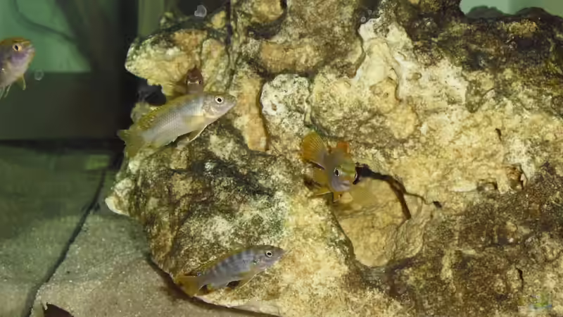 Hongi-Nachwuchs von MiCa (21)