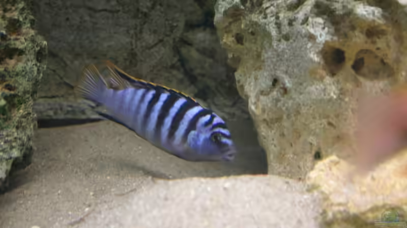 Hongi red Top - Männchen von Roland Figura (23)