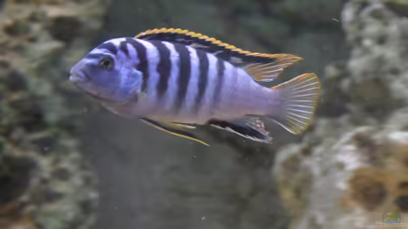 Hongi red Top - Männchen von Roland Figura (24)