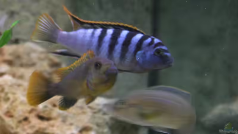 Hongi red Top - Pärchen - schwanger von Roland Figura (25)