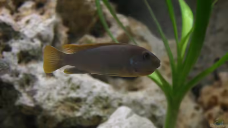 Hongi red Top - Weibchen schwanger von Roland Figura (26)