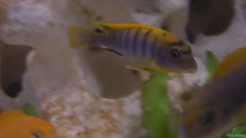 hongi red top der mann von breakfastklubber (26)