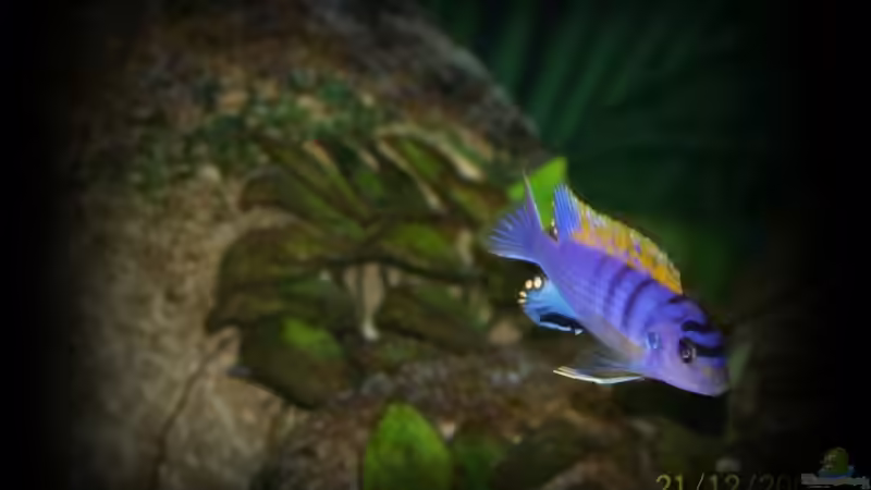 hongi ´red-top´ von nilsuwesohn (14)