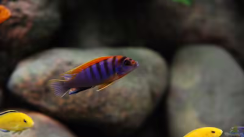 Hongi ´super Red´ Bock - Tolles Tier!! von Beni (28)