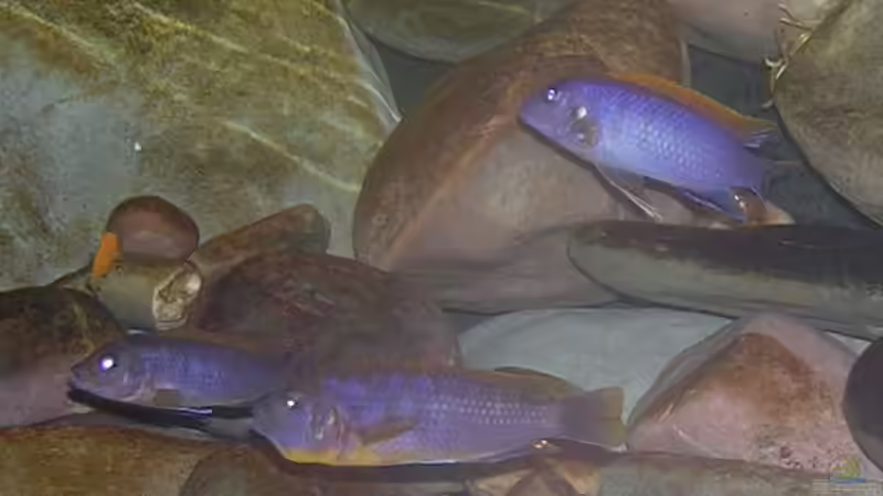 Hongi von Karl-Heinz Krings (2)