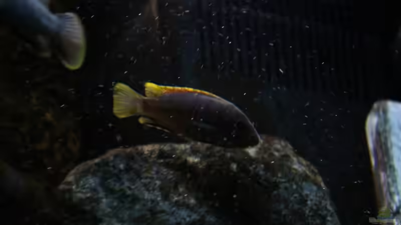 Hongi von Philosoph (62)