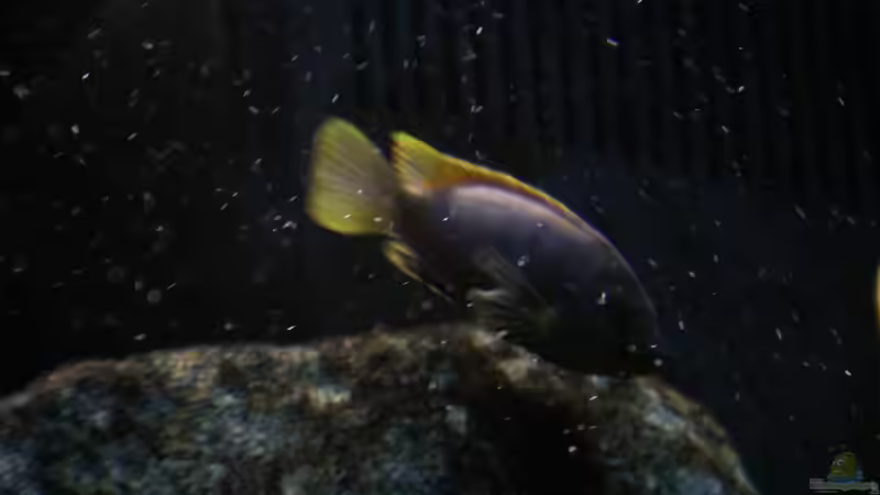 Hongi von Philosoph (63)