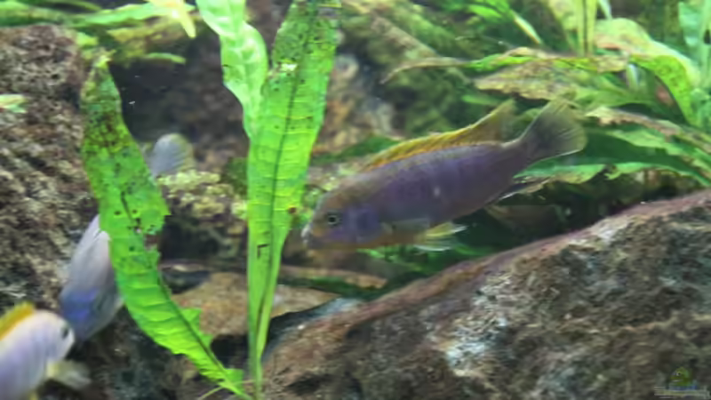 Hongi von Philosoph (66)