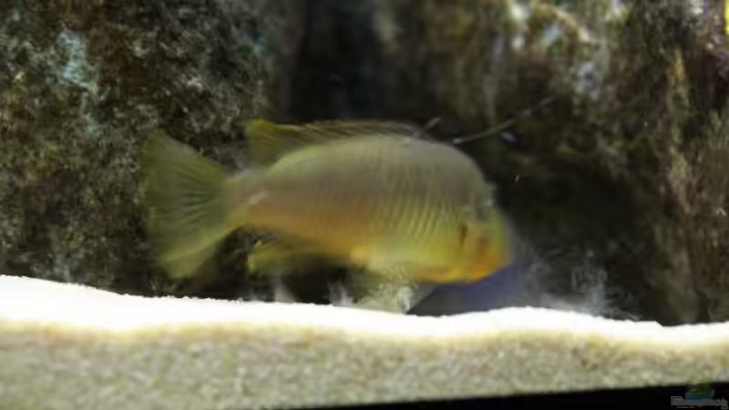 Hongi von Philosoph (67)