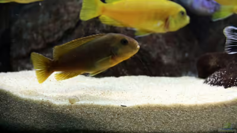 Hongi von Philosoph (69)