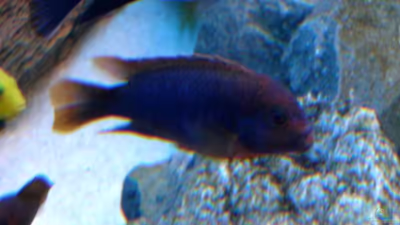 Hongi von Vladi (27)