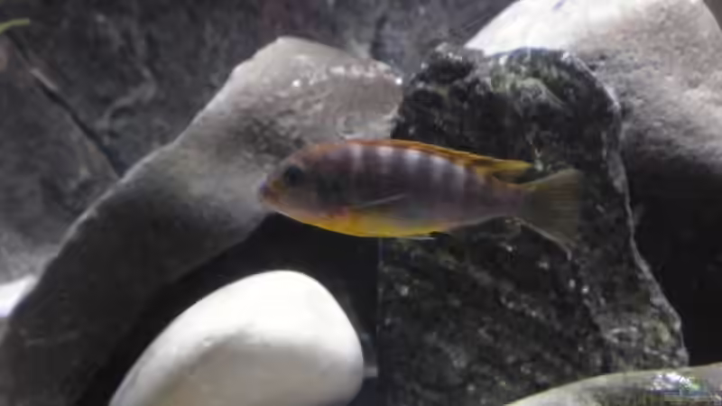 Hongi Weib von Der Schwabe (14)