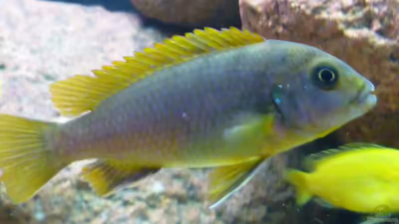 Hongi Weibchen von Yellow Man (21)