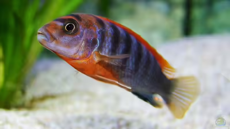 Hongibock von Jo (15)