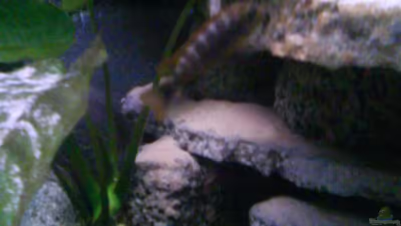 hongidame von LaEy (59)