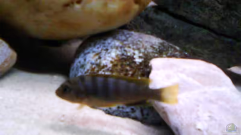 hongidame von LaEy (67)