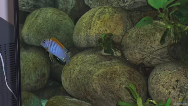 Hongimännchen im Liebestaumel 21.06.2009 von Malawi TOM (70)