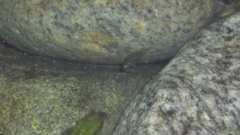 Honginachwuchs 07.06.2009 Einzelkämpfer zwischen den großen 2 von Malawi TOM (67)