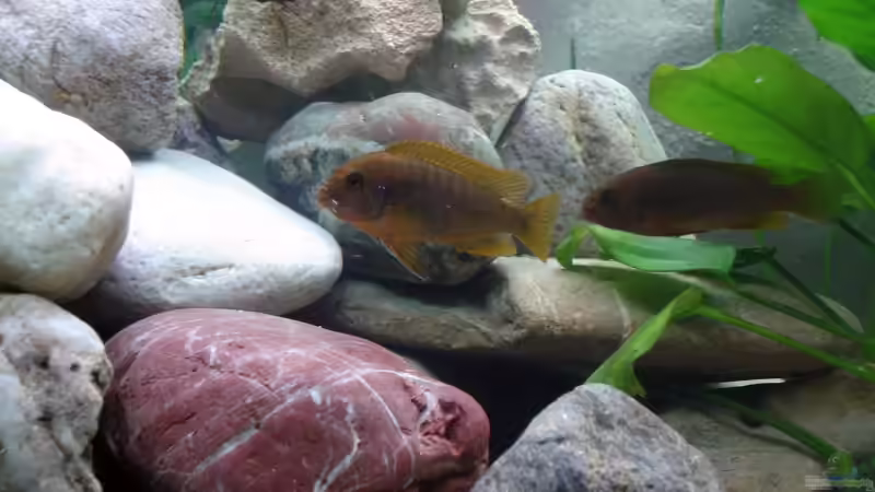 Hongi´s von Vladi (18)