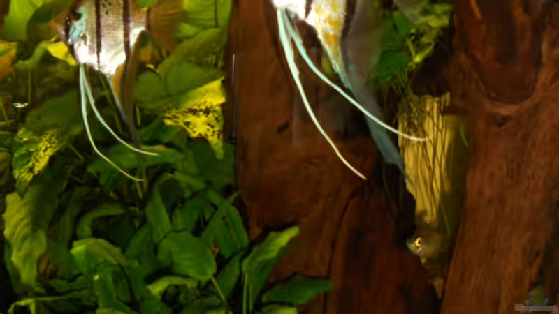 Honig Peru Altum (Pterophyllum altum) von Atzemio (1)