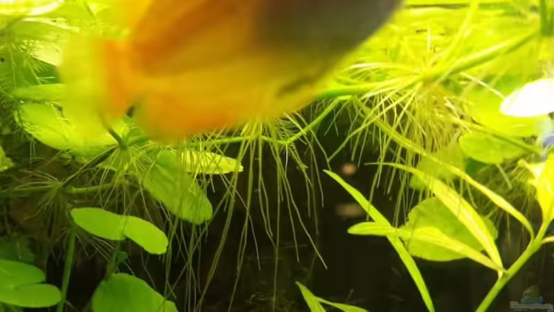 Honiggurami/ Honigfadenfisch  -Trichogaster chuna  von sonic85 (25)